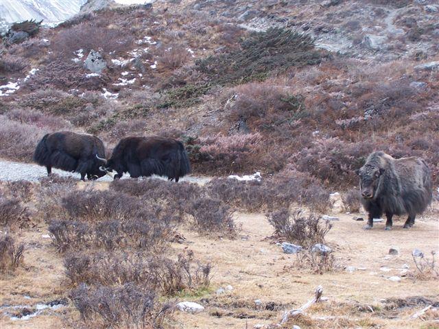 Everest Base Camp Trekking | Trekking In Nepal |